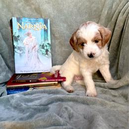 Lewis (Blue Collar) - Parti male Goldendoodle puppy in China Grove, North Carolina from Lasting Legacy Family Dogs