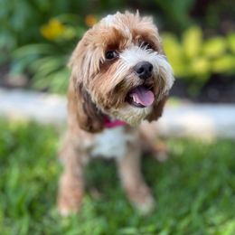 Wiggles - Cavapoo