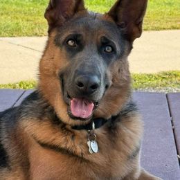 German Shepherd All Grown Up from M&M Shepherd Farms