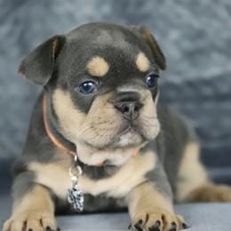 Mila - Tricolors female French Bulldog puppy in Punta Gorda, Florida from Mingan French Bulldog