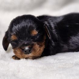 Boy 3 - Black and tan male Cavalier King Charles Spaniel puppy in Pennsylvania from Breezy Valley Siberians