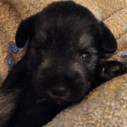 Boy 2 - Salt and pepper Miniature Schnauzer puppy in Paducah, Kentucky from Nubby's Legacy Schnauzers of Western KY