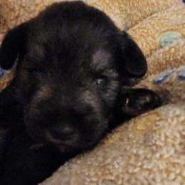 Boy 2 - Salt and pepper Miniature Schnauzer puppy in Paducah, Kentucky from Nubby's Legacy Schnauzers of Western KY