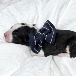 Aussiedoodle Puppies from Ever After Mini Doodles