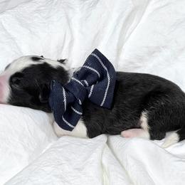 Aussiedoodle Puppies from Ever After Mini Doodles