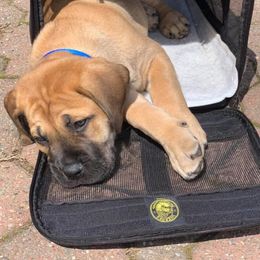 Boerboel Puppies from Dynasty Blue Ridge Boerboel