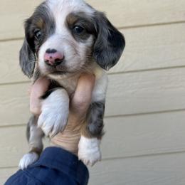 Sterling - Dapple male Dachshund puppy in Purmela, Texas from FLYING L Dachshund Academy