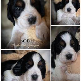 Boy 3 Bodhe - Black white and tan male English Springer Spaniel puppy in Silverdale, Washington from TimberVale Springers