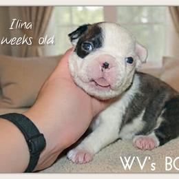 Girl 1 - Black brindle and white female Boston Terrier puppy in North Central, Vermont from Windy Valley’s Bostons