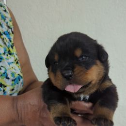 Boy 1 - Rottweiler puppy from Galaxia Rottweilers