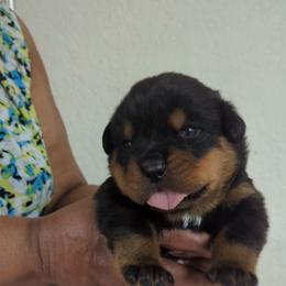 Boy 1 - Rottweiler puppy from Galaxia Rottweilers