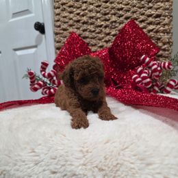 Quinsley (AKC) - Red  female Poodle puppy in Rainbow City, Alabama from Spinks Poodles