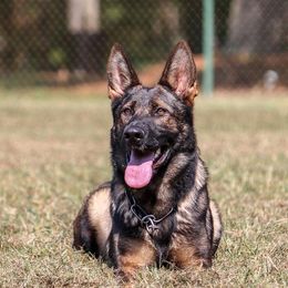 German Shepherds from Eiserner Krieger German Shepherds