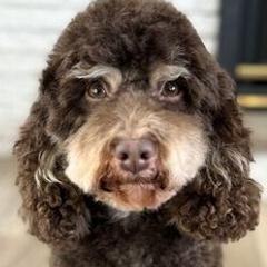 Matilda - Labradoodle