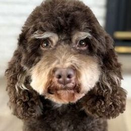 Matilda - Labradoodle