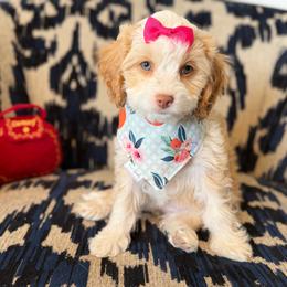 Cartier (hot pink) - Blenheim female Cavapoo puppy in West Haven, Utah from Harper Haven Cavapoos & Doodles