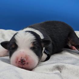 Black collar male - Black tri male Miniature American Shepherd puppy in Lexington, Kentucky from Deuce's Den