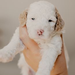 Quiche - Fawn and white female Sheepadoodle puppy in Patterson, California from Dooling Doodles