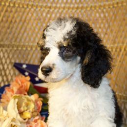 Black Tri Male - Phantom male Poodle puppy in Belgreen, Alabama from Scott’s Farm Poodles and Doodles
