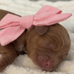 Goldendoodle Puppies from Pickard’s country Golden doodles