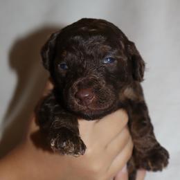 Violet - Phantom female Bernedoodle puppy in Ohio from Moore Doodles