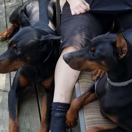Doberman Pinschers from Beverwijck Dobermans