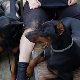 Doberman Pinschers from Beverwijck Dobermans