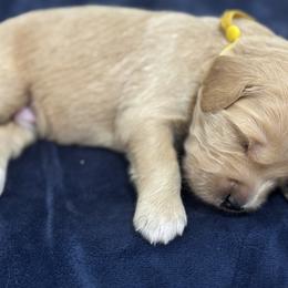 Goldendoodle Puppies from Unike Puppies