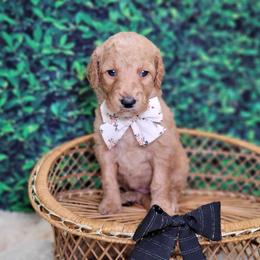Trixie - Red  female Goldendoodle puppy in Woodburn, Indiana from DNLS Doodle Puppies