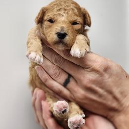 Sugar - Apricot female Poodle puppy in Hoagland, Indiana from Kandyland Kennels