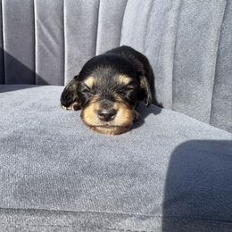 Catfish - 1700 - Black and tan female Dachshund puppy in Knoxville, Tennessee from East TN Dachshunds