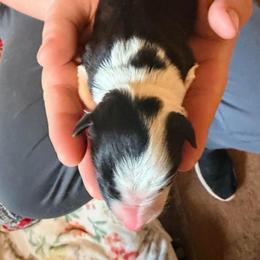 Male 1 - Black and white male Border Collie puppy in Lebanon, Oregon from Cahill’s Canines