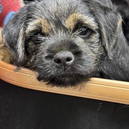 Border Terrier Puppies from Windy Lane Border Terriers