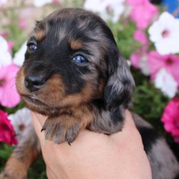 Channel Dapple girl number 1 - Dapple female Dachshund puppy in Stockton, California from Wiggles & Wags Dachshund's