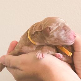 Sailor - Parti male Goldendoodle puppy in Bradenton, Florida from Doodle Acres