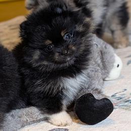 Little Rita - Black and tan female Pomeranian puppy in Danielsville, Georgia from PassionatePomPoms