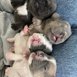 French Bulldog Puppies from Fiddyment Farm Frenchies
