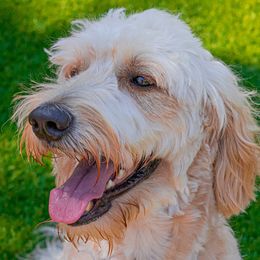 Kenzie girl - Goldendoodle