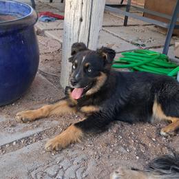 Leroy - Black tri-color male Australian Shepherd puppy in Sonoita, Arizona from Gardner Canyon Kennels