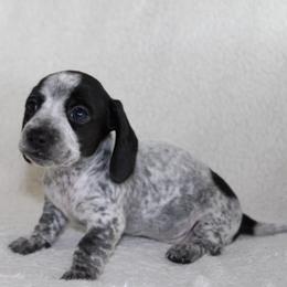 Poppy - Piebald female Dachshund puppy in Fairfax, Iowa from Grayson’s Lovable Dachshunds