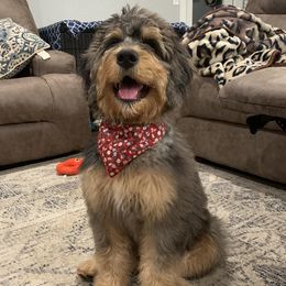 Maybelle  - Bernedoodle