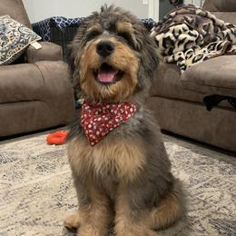 Maybelle  - Bernedoodle