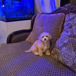 Milo - Apricot male Maltipoo puppy in Washington from Mt.BakerPoodles&Doodles