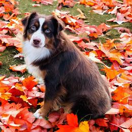 Miniature American Shepherds from Blue Blood Mini Aussies