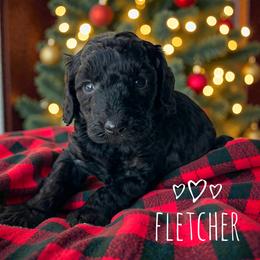 Fletcher - Phantom male Goldendoodle puppy in Warrensburg, Missouri from Supreme Doodles