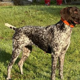 German Shorthaired Pointers from Fur and Feather Kennels