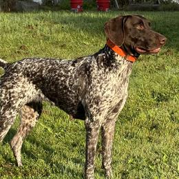 German Shorthaired Pointers from Fur and Feather Kennels