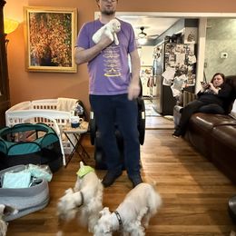 Miniature Schnauzer Puppies from Smilee Schnauzers