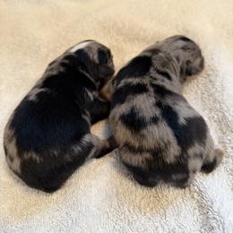Miniature Australian Shepherd Puppies from Aussie Gems