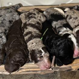 Bernedoodle, Goldendoodle, and Poodle Puppies from Poodle and Doodle Haven